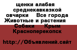 щенки алабая ( среднекавказкой овчарки) - Все города Животные и растения » Собаки   . Крым,Красноперекопск